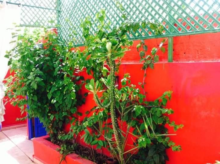 Riad Green Lotus Μαρακές Εξωτερικό φωτογραφία